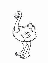 Ostrich Coloring Printable Pages Kids sketch template