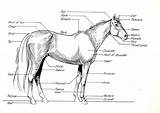 Pferde Anatomie Pferd sketch template