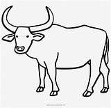 Ox Buffalo Pngkit sketch template