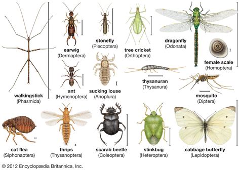 insect definition characteristics types beneficial pest