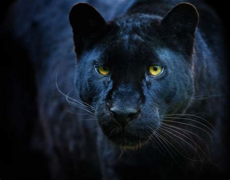 zwarte panter voor het eerst perfect gefotografeerd  afrika black panther art panther