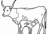 Cattle Coloring Coloring4free Pages Printable Longhorn Stuff Kids sketch template