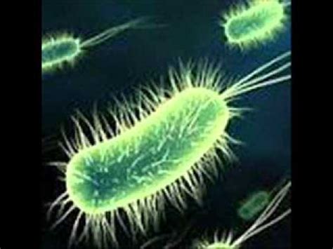 autotrophic bacteria  autotrophic bacteria