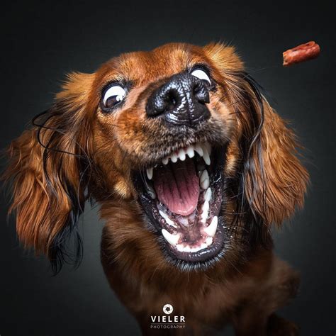 hilarious   dogs concentrating  catching treats  mid air artfido