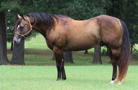 quarter horse stallion tivios peponita dream buckiskin big bones