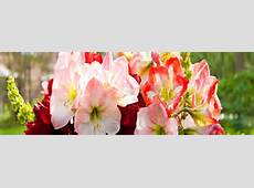 Amaryllis Bulbs Flower, Hippeastrum Rutilum 2 Bulbs