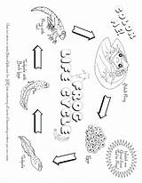 Coloring Tadpole Pages Cycle Life Getcolorings Printable Getdrawings sketch template