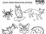 Nocturnal Colouring sketch template