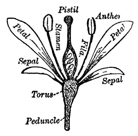 unlabeled flower diagram clipartsco