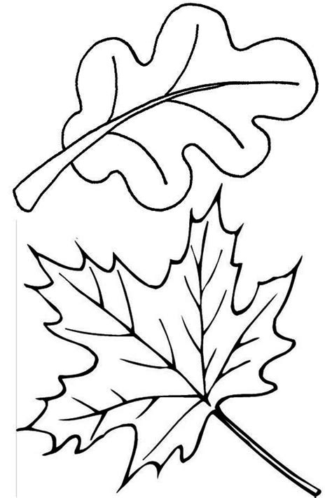 maple  oak autumn leaves coloring pages  coloring pages