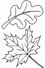 Leaves Coloring Pages Fall Leaf Autumn Oak Maple Thanksgiving Color Template Drawing Clip Printable Pile Print Colorluna Kids Herbst Getdrawings sketch template
