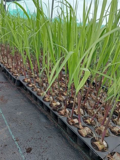 sugar tree plant   price  pune  rrapl nursery id