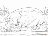 Ippopotami Hippo Hippopotamus Ippopotamo Flodhest 하마 Stampare Amphibius Mammiferi Tegninger Supercoloring Kategorier sketch template