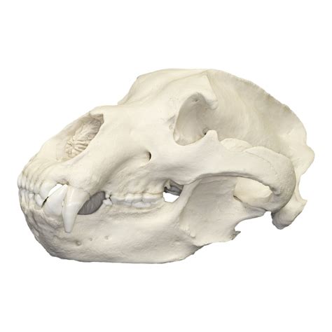 replica grizzly bear skull  sale skulls unlimited international