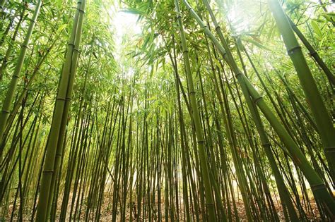 important bamboo species  india chhajedgardencom