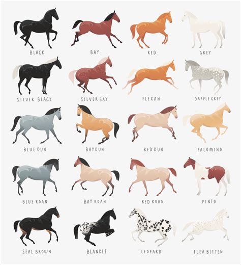 popular horse colors horsezz