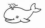 Coloring Whale Pages Printable Print sketch template