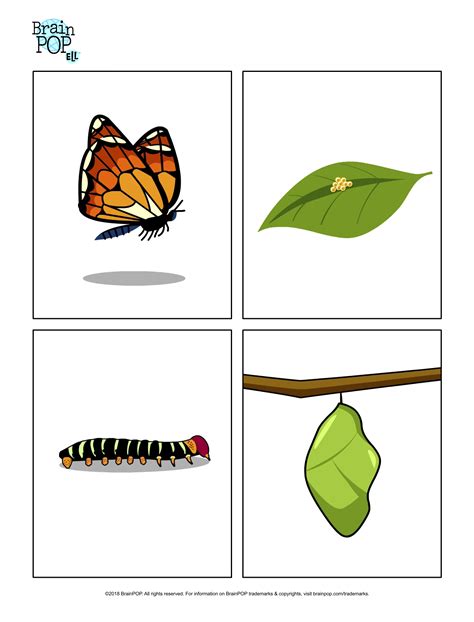 butterfly life cycle images brainpop educators