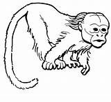 Monkey Spider Coloring Getdrawings Pages sketch template