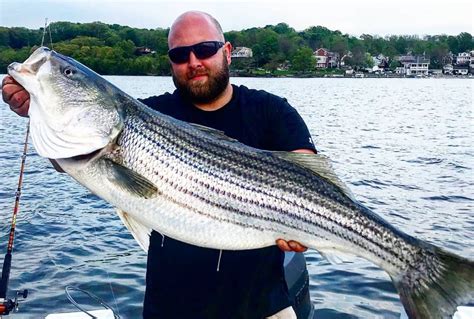 anglers  ready spring striped bass migration  hudson river