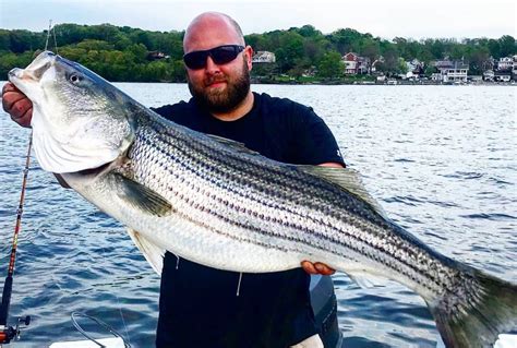 anglers  ready spring striped bass migration  hudson river  track syracusecom