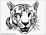 Gambar Harimau Mewarnai Kartun Lucu Mewarnaigambar Coloring Bergerak Wallpapertip Warnai sketch template