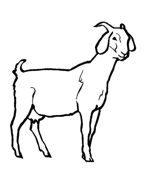 livestock goat coloring pages color luna