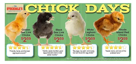 stockdale s chick days by stockdale s issuu