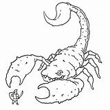 Scorpion Coloring Pages Sheet Insect Printable Giant War sketch template