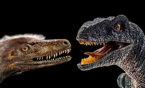 researchers explain evolutionary differences  raptors  separate