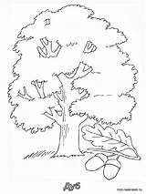 Tree Coloring Oak Pages Printable Kids Bright Colors Favorite Choose Color sketch template