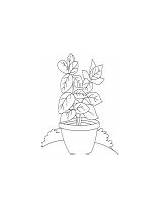 Basil Coloring Vase Plant sketch template