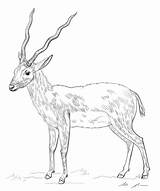 Antylopa Dzieci Rysunek Gnu Antilope Zabawki Obraz Aniaml Figurki Pluszowe Bajka Klasyczne Pacynka Nadziewane Antelope sketch template