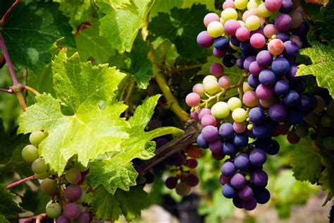 splitting grapes  vine     grape skins crack open grape