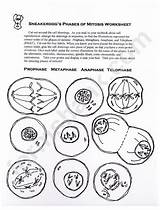 Mitosis Phases sketch template