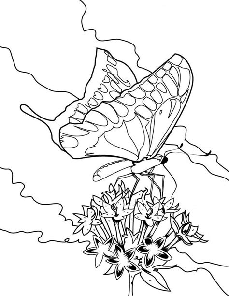 printable butterfly coloring pages  kids butterfly coloring