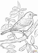 Coloring Oriole Baltimore Pages Printable Birds Orioles Drawing Categories sketch template