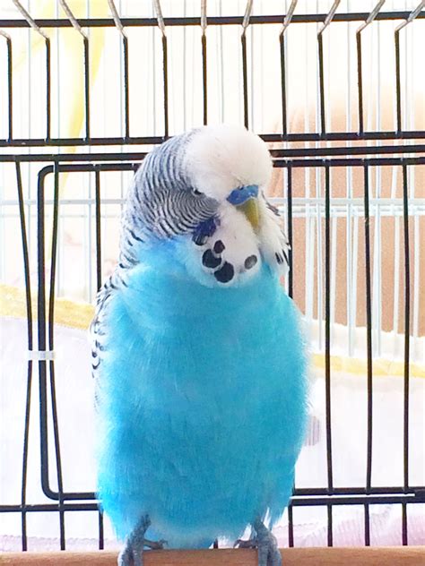 What S This Solid Blue Budgie S Colour Known As Blue
