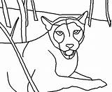 Florida Coloring Panther Pages Panthers Kids sketch template