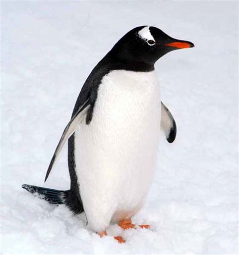 penguin animal wildlife
