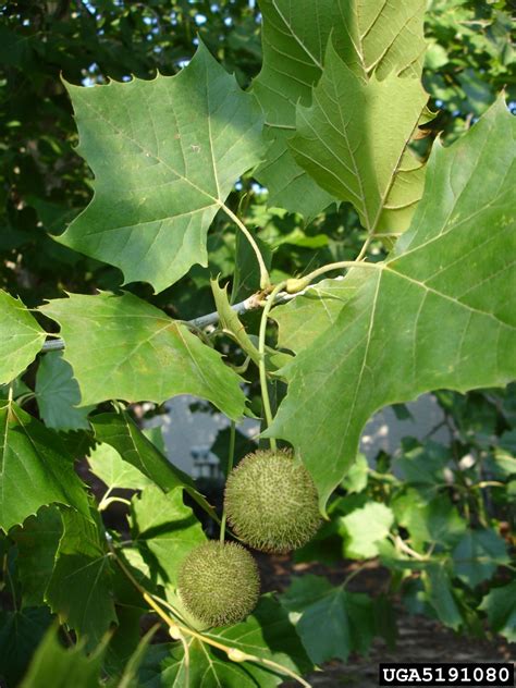 american sycamore   fast growing native  eastern  central