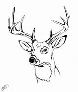 Deer Coloring Drawing Head Pages Easy Elk Buck Step Whitetail Drawings Draw Color Tail Getdrawings Getcolorings Antlers Paintingvalley Printable sketch template