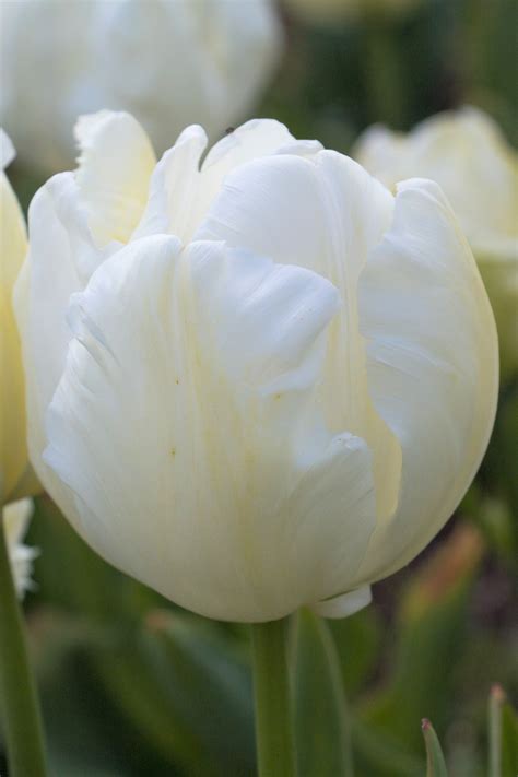 tulipa white parrot avon bulbs