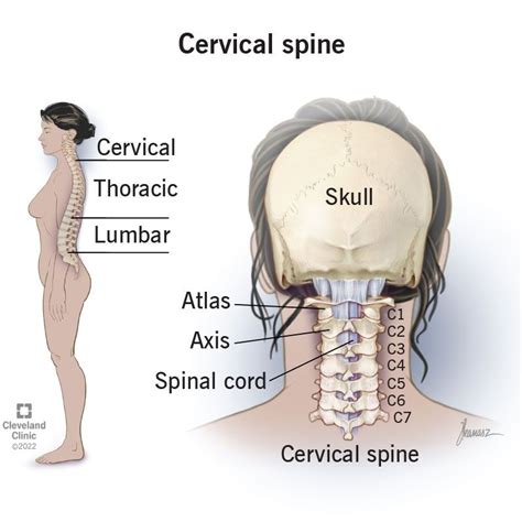 cervical spine neck    anatomy disorders cervical neck