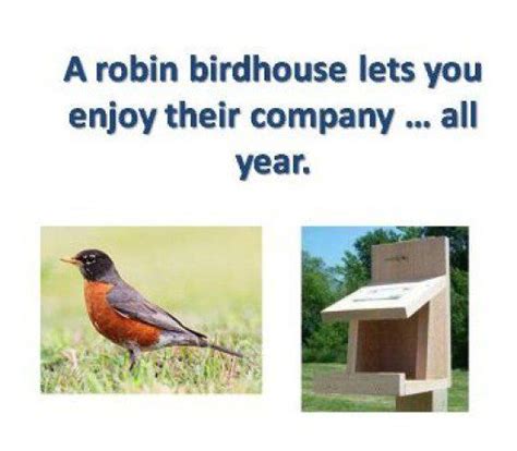robin birdhouse plans bird houses   plan american robin