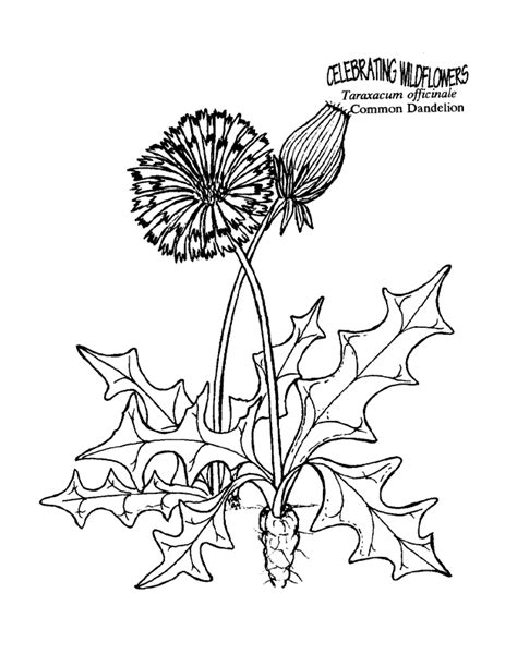 dandelion  coloring pages  kids printable colouring sheets