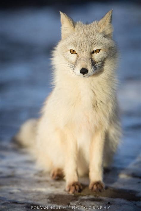 corsac fox wildlife pinterest