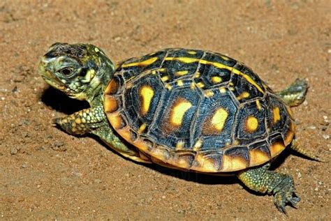 juvenile ornate box turtle terrapene ornata stretching   road stock photo dissolve