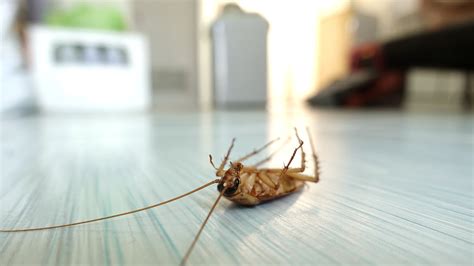bye bye bugs 5 disgusting household bugs and how to get rid of them