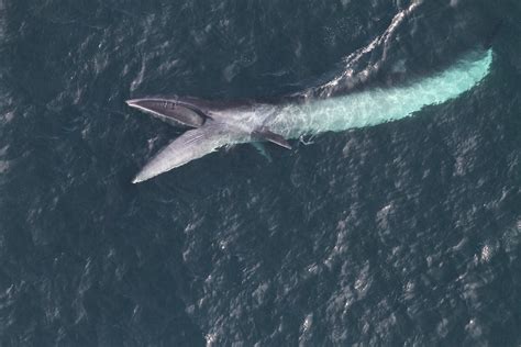 sei whale australian antarctic program